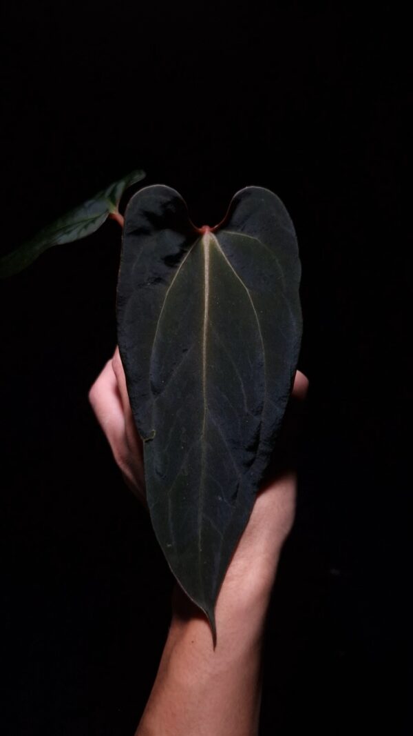 Anthurium Galaxy Red Stem x FOrt Sherman is a rare hybrid aroid with striking long narrow dark green leaves featuring vivid green-yellowish veins and a bold red sinus. Under dramatic top-down lighting against a dark background, three leaves are visible, including one emerging leaf with a dark brown-reddish hue. The plant’s elegant red petioles add to its visual appeal. Planted in a transparent anti-rootbound pot filled with premium aroid mix, the surface is covered with 8mm black lava rock for optimal root health and drainage. The leaf is gently held from the left side by a left hand, showcasing the plant’s graceful form and leaf texture.