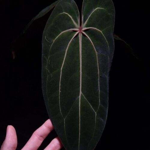 Anthurium Tower (Giant x Red Veil) with long, round, narrow velvet dark green leaf featuring striking red veins and red sinus, gently held by hand, in a transparent pot filled with 8mm black lava rock under top-down lighting against a dark background — rare hybrid Anthurium with vivid coloration and elegant form.