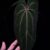 Anthurium Tower (Giant x Red Veil) with long, round, narrow velvet dark green leaf featuring striking red veins and red sinus, gently held by hand, in a transparent pot filled with 8mm black lava rock under top-down lighting against a dark background — rare hybrid Anthurium with vivid coloration and elegant form.