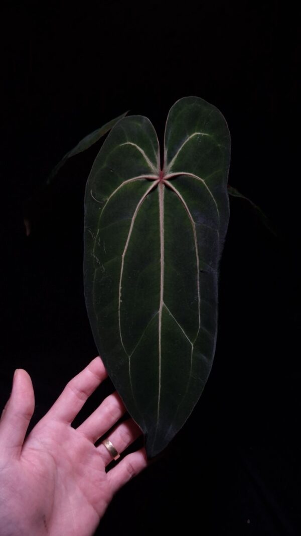 Anthurium Tower (Giant x Red Veil) with long, round, narrow velvet dark green leaf featuring striking red veins and red sinus, gently held by hand, in a transparent pot filled with 8mm black lava rock under top-down lighting against a dark background — rare hybrid Anthurium with vivid coloration and elegant form.