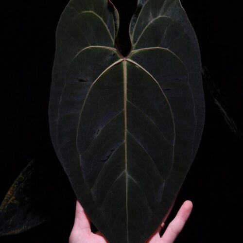 An Anthurium BVIT x blue papillilaminum with dark green, muscular foliage featuring striking yellow-orange veins and a vivid vein sinus. The plant is gently held from below by a hand wearing a ring, illuminated by top-down lighting against a dark background, showcasing the leaf’s high ears and strong texture.