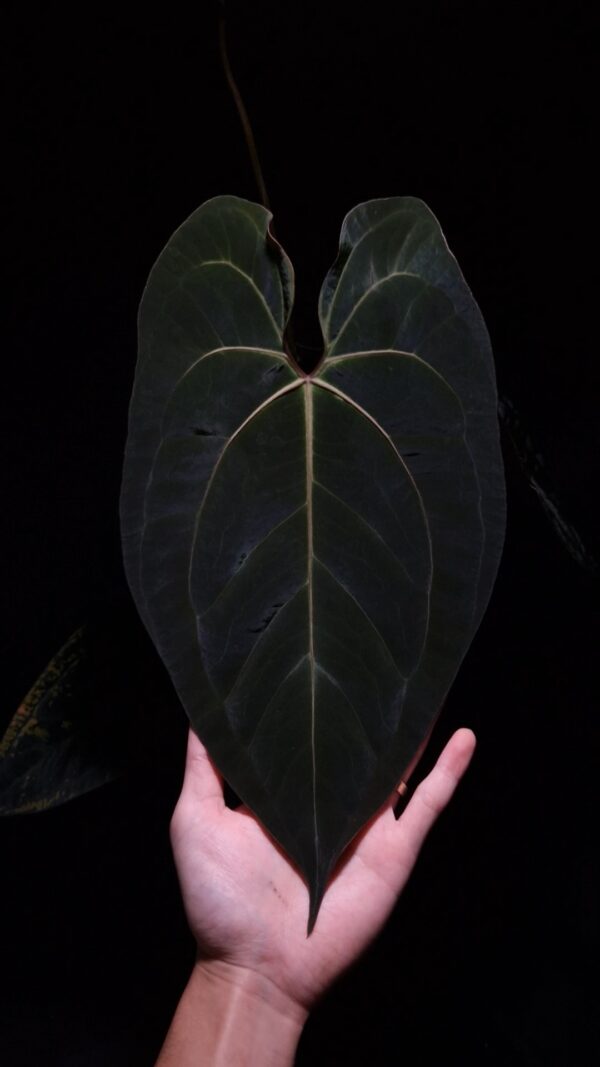 An Anthurium BVIT x blue papillilaminum with dark green, muscular foliage featuring striking yellow-orange veins and a vivid vein sinus. The plant is gently held from below by a hand wearing a ring, illuminated by top-down lighting against a dark background, showcasing the leaf’s high ears and strong texture.