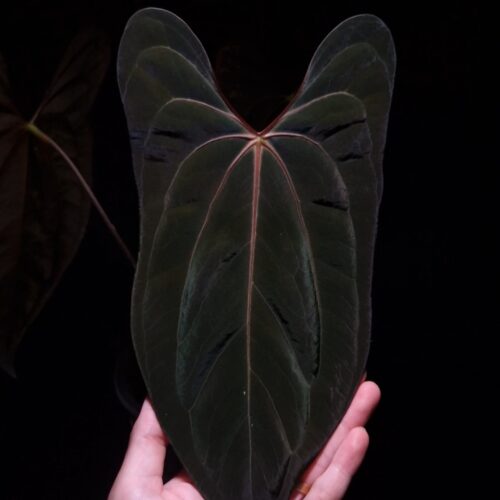 An Anthurium Blue Papillilaminum x Papillilaminum DF with dark green, muscular foliage featuring striking yellow-orange veins and a vivid vein sinus. The plant is gently held from below by a hand wearing a ring, illuminated by top-down lighting against a dark background, showcasing the leaf’s high ears and strong texture.
