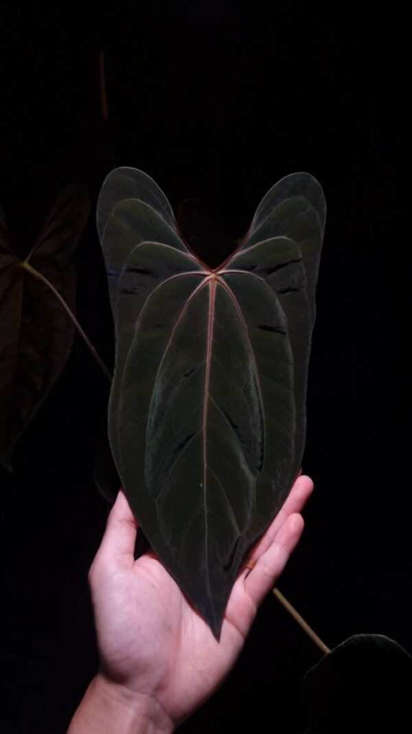 An Anthurium Blue Papillilaminum x Papillilaminum DF with dark green, muscular foliage featuring striking yellow-orange veins and a vivid vein sinus. The plant is gently held from below by a hand wearing a ring, illuminated by top-down lighting against a dark background, showcasing the leaf’s high ears and strong texture.