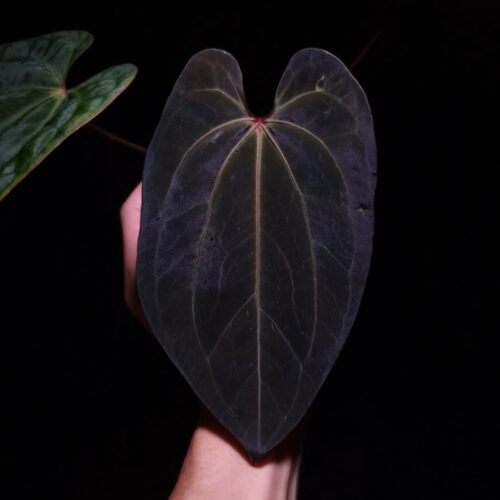 A hand gently holds a vibrant Anthurium Red Crystallinum x RVDP hybrid houseplant against a dark background mid air. The foreground is dominated by a large, dark green, heart-shaped mature leaf with prominent veining and an orange sinus. Behind it, a bright reddish-bronze emergent leaf adds a pop of color. To the left, a blurred portion of another dark green leaf is visible. The plant is in a transparent pot, with black lavarock visible in the substrate, and hints of healthy white roots.