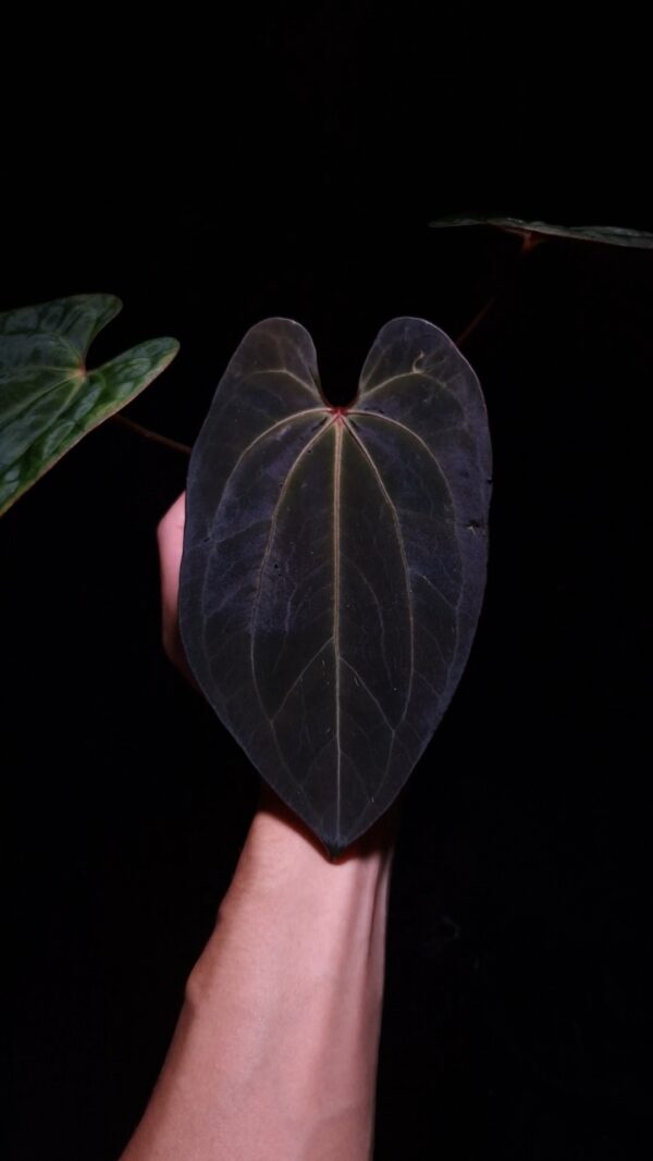 A hand gently holds a vibrant Anthurium Red Crystallinum x RVDP hybrid houseplant against a dark background mid air. The foreground is dominated by a large, dark green, heart-shaped mature leaf with prominent veining and an orange sinus. Behind it, a bright reddish-bronze emergent leaf adds a pop of color. To the left, a blurred portion of another dark green leaf is visible. The plant is in a transparent pot, with black lavarock visible in the substrate, and hints of healthy white roots.