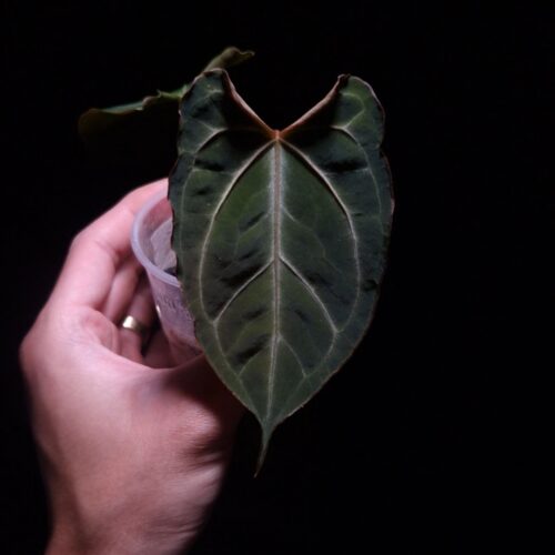 An Anthurium muchlis x papillilminump planted in a transparent pot held mid-air by a hand, featuring four visible leaves—three in the background left and right and one in sharp focus at the front with striking, unique veining and a visible scar on the leaf surface. The plant’s dark foliage is illuminated by top-down lighting against a dark background, emphasizing its texture and vein pattern.