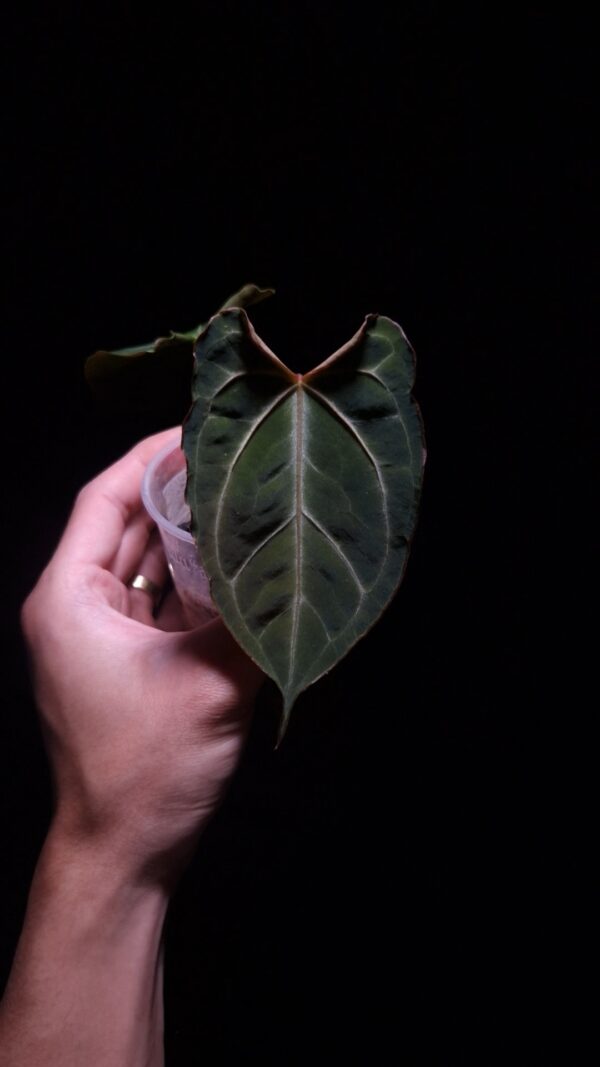 An Anthurium muchlis x papillilminump planted in a transparent pot held mid-air by a hand, featuring four visible leaves—three in the background left and right and one in sharp focus at the front with striking, unique veining and a visible scar on the leaf surface. The plant’s dark foliage is illuminated by top-down lighting against a dark background, emphasizing its texture and vein pattern.