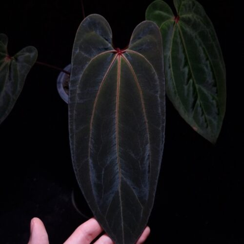 A hand holds a prized Anthurium Giant x Bvit hybrid under a soft, artistic lighting technique that enhances its features. This rare aroid displays exceptional dark green foliage with a shimmering velvet leaf texture and a distinct central pink vein. Two smaller leaves fade into the dark background, highlighting the main specimen in its transparent pot, showcasing its healthy growth as a premium houseplant.