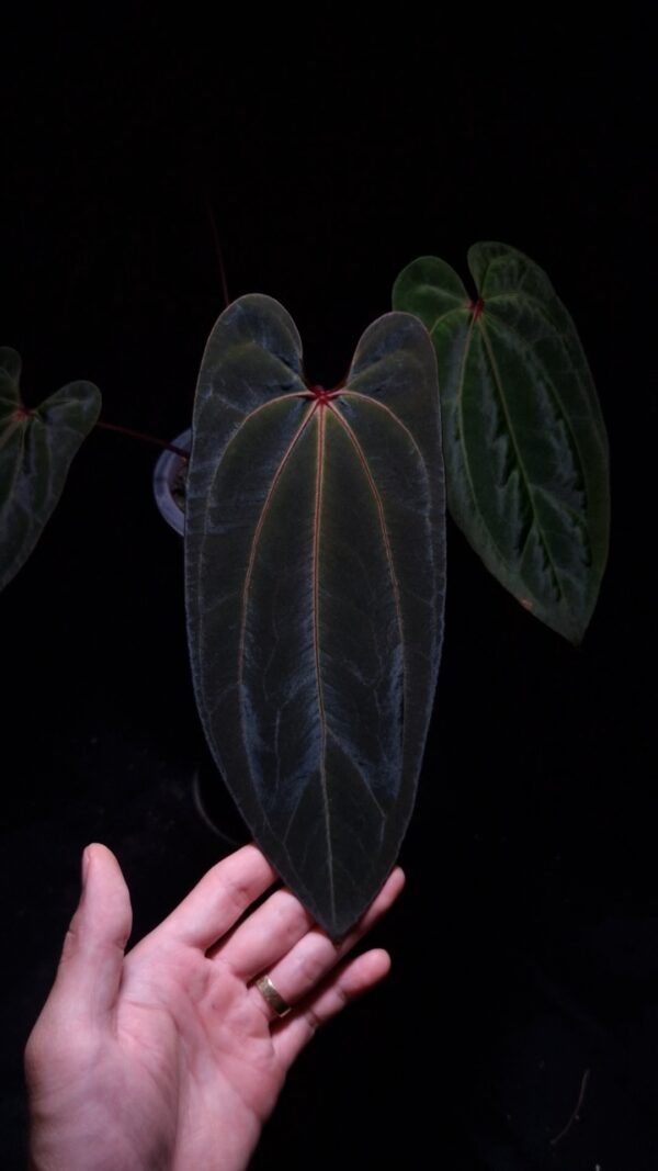 A hand holds a prized Anthurium Giant x Bvit hybrid under a soft, artistic lighting technique that enhances its features. This rare aroid displays exceptional dark green foliage with a shimmering velvet leaf texture and a distinct central pink vein. Two smaller leaves fade into the dark background, highlighting the main specimen in its transparent pot, showcasing its healthy growth as a premium houseplant.