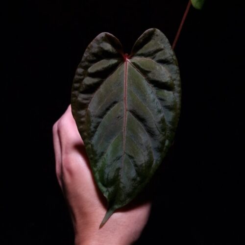 Front view of an Anthurium Black Sweet × Fort Sherman held mid-air in a transparent round pot against a black background. The plant features a dark, velvety leaf with deep red veining and a pronounced red sinus. Strong overhead ring lighting highlights the leaf's unique muscular texture, creating contrast across its dark surface and emphasizing its rich, velvet-like character.
