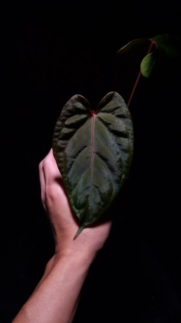 Front view of an Anthurium Black Sweet × Fort Sherman held mid-air in a transparent round pot against a black background. The plant features a dark, velvety leaf with deep red veining and a pronounced red sinus. Strong overhead ring lighting highlights the leaf's unique muscular texture, creating contrast across its dark surface and emphasizing its rich, velvet-like character.