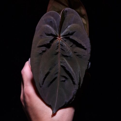 An Anthurium Blue Papillilaminum x goliath with dark green, muscular foliage featuring striking yellow-orange veins and a wide vivid vein sinus. The plant is gently held from below by a hand wearing a ring, illuminated by top-down lighting against a dark background, showcasing the leaf’s high ears and strong texture.