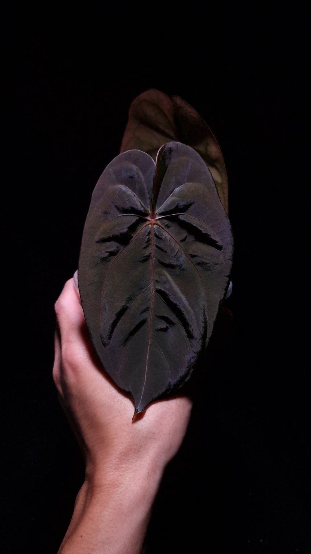 Anthurium Blue Papillilaminum x BVIT | Selawase Aroid