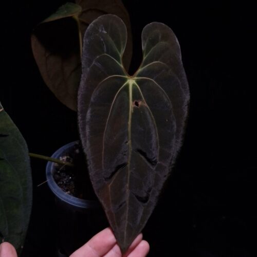 Anthurium Papillilaminum XOne x BVIT (Black Velvet Indo Type), a striking hybrid with dark, velvety heart-shaped leaves featuring pronounced texture. The sinuses glow with a vibrant orange and red hue, creating a dramatic contrast against the deep green foliage. This rare and healthy tropical plant stands approximately 35-40 cm tall and is delivered in a 12 cm clear anti-rootbound pot with Selawase premium aroid mix, ideal for collectors or enthusiasts. Perfect for enhancing indoor spaces with a bold, exotic touch. The image features a front view of an older leaf under dramatic top-down lighting, accentuating its velvety texture and intricate details against a dark background, while a hand is seen at the bottom left holding the black pot. The back side of the main leaf and its red stem is on the right fading into the daek background.