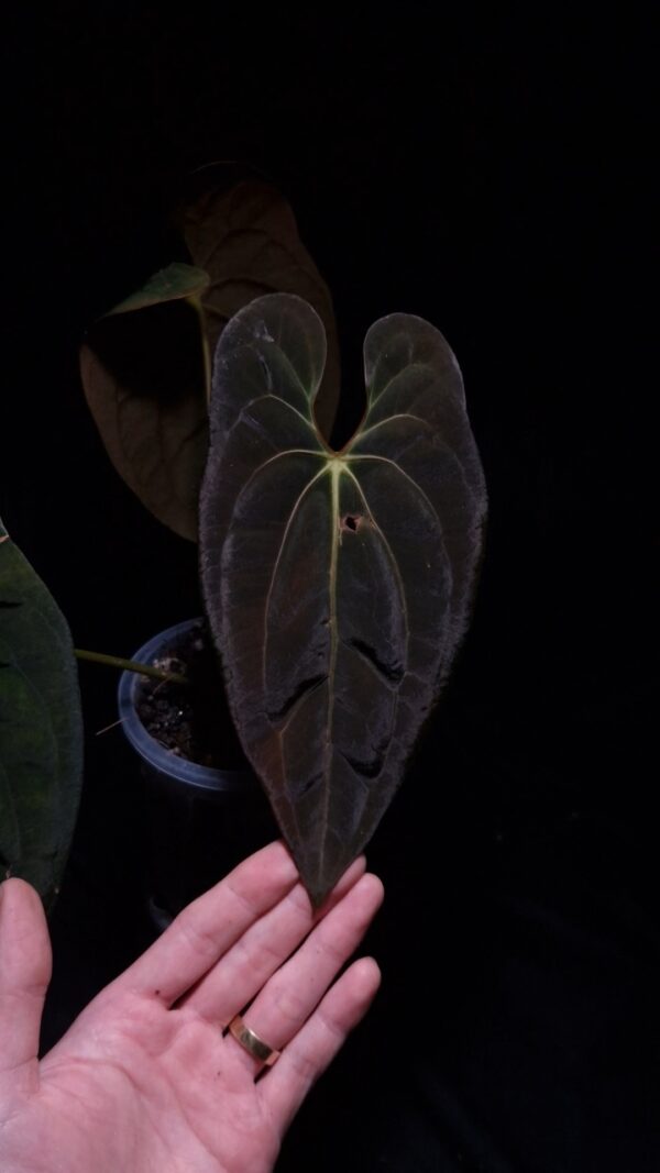 Anthurium Papillilaminum XOne x BVIT (Black Velvet Indo Type), a striking hybrid with dark, velvety heart-shaped leaves featuring pronounced texture. The sinuses glow with a vibrant orange and red hue, creating a dramatic contrast against the deep green foliage. This rare and healthy tropical plant stands approximately 35-40 cm tall and is delivered in a 12 cm clear anti-rootbound pot with Selawase premium aroid mix, ideal for collectors or enthusiasts. Perfect for enhancing indoor spaces with a bold, exotic touch. The image features a front view of an older leaf under dramatic top-down lighting, accentuating its velvety texture and intricate details against a dark background, while a hand is seen at the bottom left holding the black pot. The back side of the main leaf and its red stem is on the right fading into the daek background.