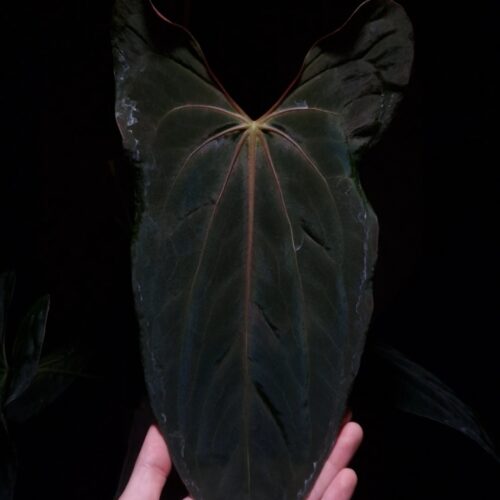 An Anthurium Papillilaminum Fort Sherman x Xone with dark green, muscular foliage featuring striking yellow-orange veins and a wide vivid vein sinus. The plant is gently held from below by a hand wearing a ring, illuminated by top-down lighting against a dark background, showcasing the leaf’s high ears and strong texture.