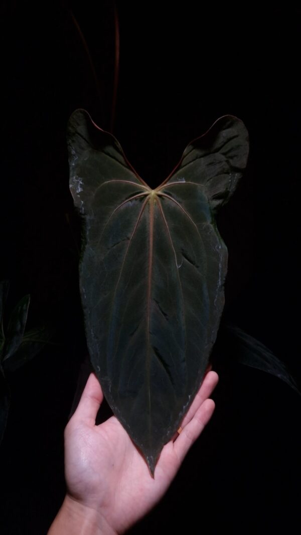 An Anthurium Papillilaminum Fort Sherman x Xone with dark green, muscular foliage featuring striking yellow-orange veins and a wide vivid vein sinus. The plant is gently held from below by a hand wearing a ring, illuminated by top-down lighting against a dark background, showcasing the leaf’s high ears and strong texture.