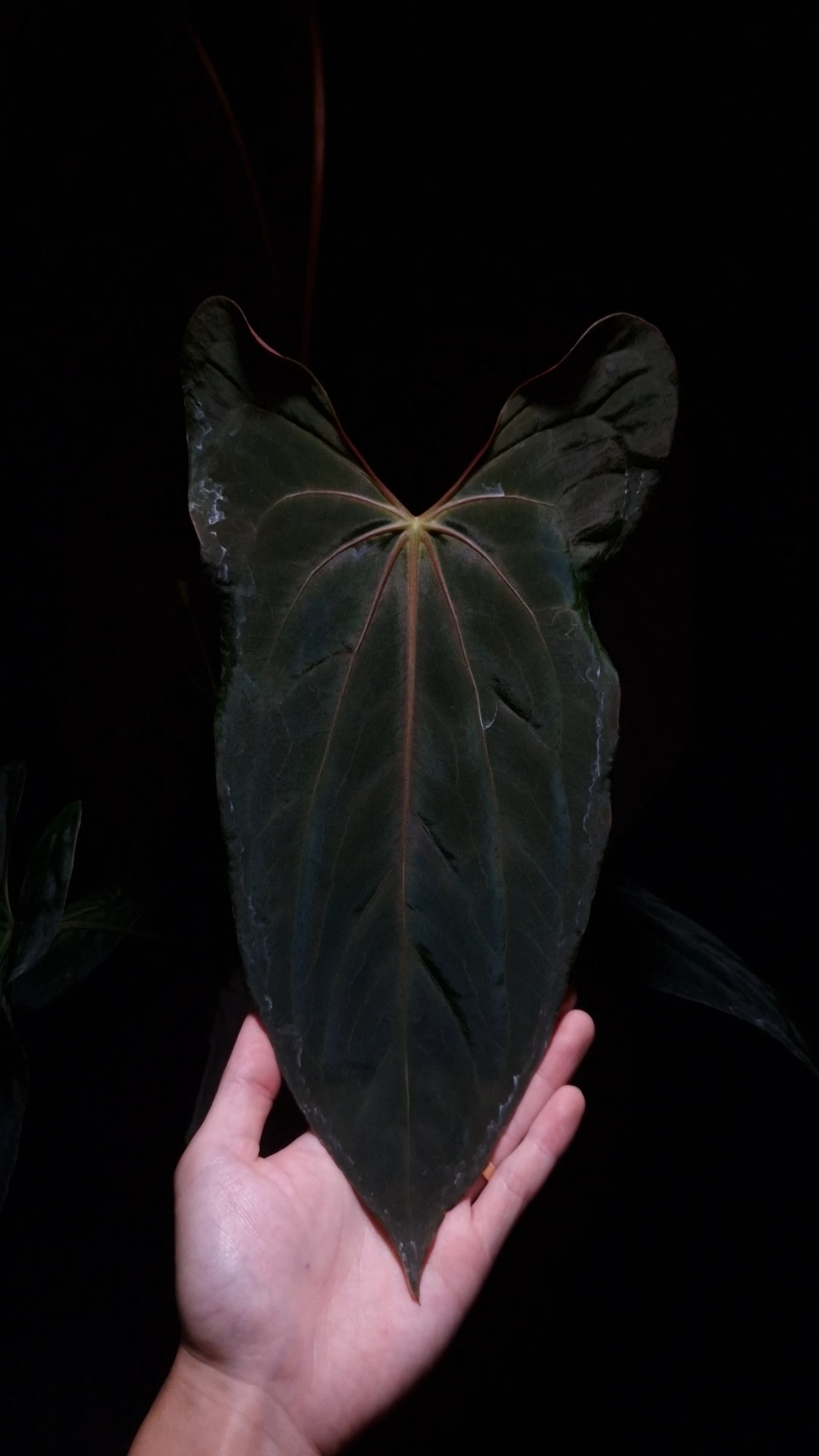 Anthurium Papillilaminum FS x Xone | Selawase Aroid