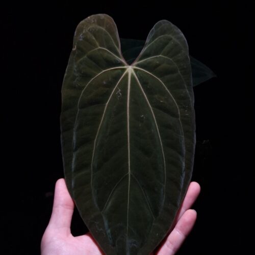 An Anthurium Papillilaminum Xone x Xone with dark green, muscular foliage featuring striking yellow-orange veins and a wide vivid vein sinus. The plant is gently held from below by a hand wearing a ring, illuminated by top-down lighting against a dark background, showcasing the leaf’s high ears and strong texture.