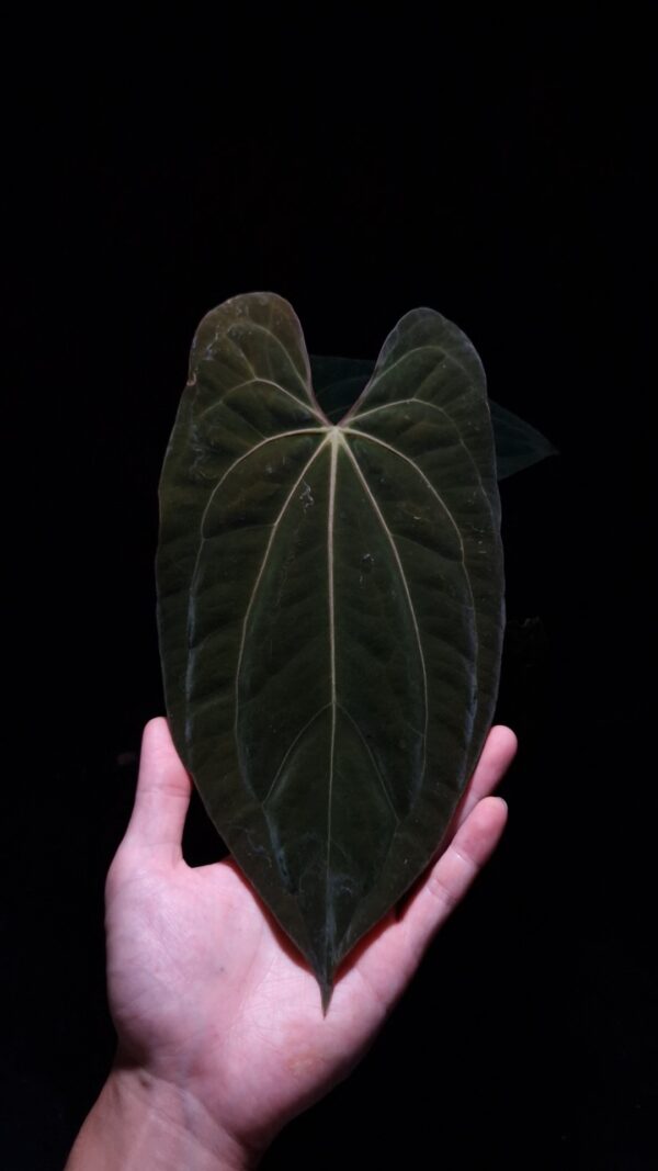 An Anthurium Papillilaminum Xone x Xone with dark green, muscular foliage featuring striking yellow-orange veins and a wide vivid vein sinus. The plant is gently held from below by a hand wearing a ring, illuminated by top-down lighting against a dark background, showcasing the leaf’s high ears and strong texture.