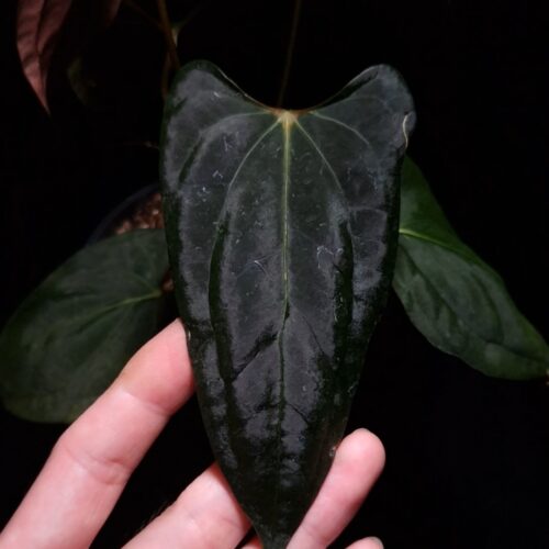 An Anthurium Papillilaminum Dark phoenix x Portillae with dark green, muscular foliage featuring striking yellow-orange veins and a wide vivid vein sinus. The plant is gently held from below by a hand wearing a ring, illuminated by top-down lighting against a dark background, showcasing the leaf’s high ears and strong texture. lava rock visible on the top of the transparent pot