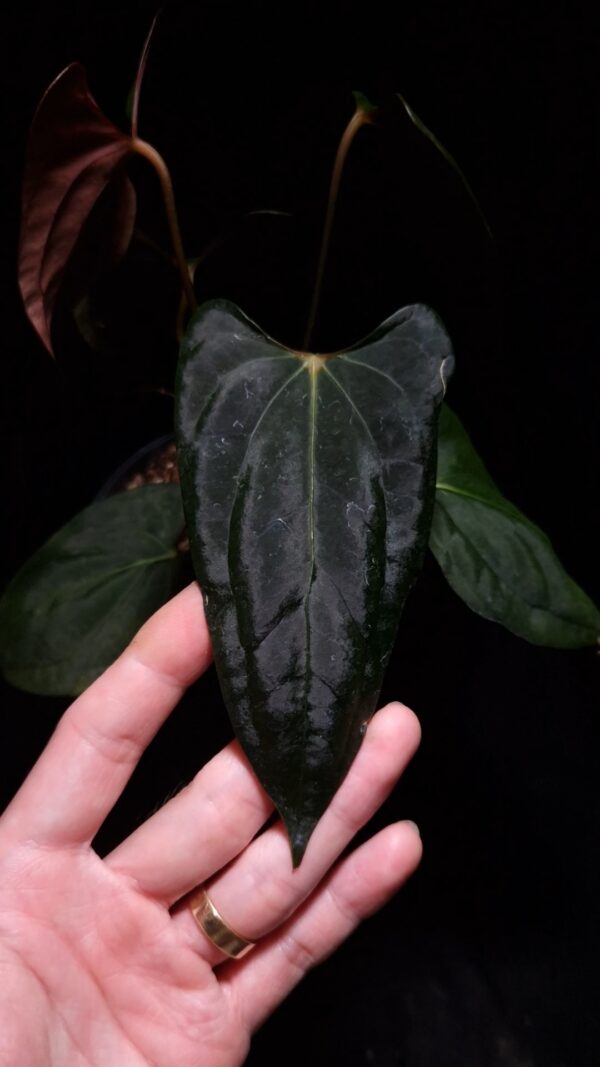 An Anthurium Papillilaminum Dark phoenix x Portillae with dark green, muscular foliage featuring striking yellow-orange veins and a wide vivid vein sinus. The plant is gently held from below by a hand wearing a ring, illuminated by top-down lighting against a dark background, showcasing the leaf’s high ears and strong texture. lava rock visible on the top of the transparent pot