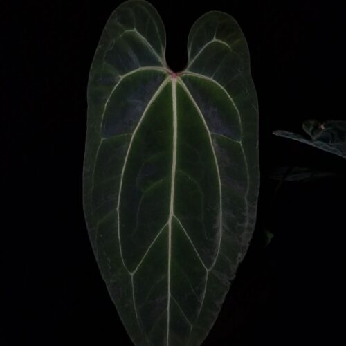 A hand holds a prized Anthurium Giant x Warocqueanum hybrid suspended mid-air in a transparent pot beneath soft top-down lighting that accentuates its dramatic form. This rare aroid displays elongated, dark green velvet foliage with prominent pink veins, a striking red sinus, and deeply defined venation that enhances its luxurious texture. The artistic lighting emphasizes the leaf's elegant long shape while the dark background draws full attention to the healthy specimen, showcasing it as a premium collector's houseplant.