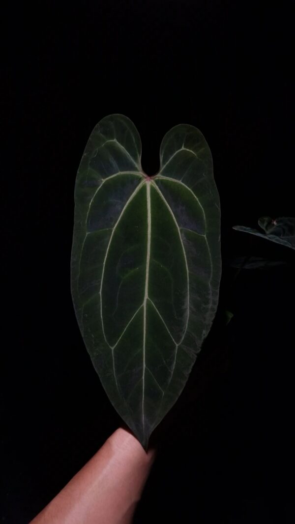 A hand holds a prized Anthurium Giant x Warocqueanum hybrid suspended mid-air in a transparent pot beneath soft top-down lighting that accentuates its dramatic form. This rare aroid displays elongated, dark green velvet foliage with prominent pink veins, a striking red sinus, and deeply defined venation that enhances its luxurious texture. The artistic lighting emphasizes the leaf's elegant long shape while the dark background draws full attention to the healthy specimen, showcasing it as a premium collector's houseplant.