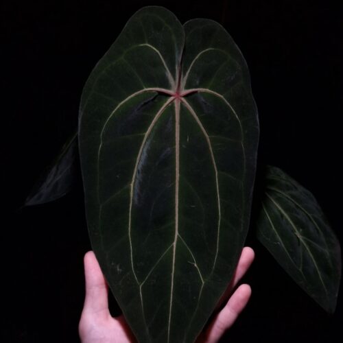 Anthurium Tower (Giant x Red Veil) with long, round, narrow velvet dark green leaf featuring striking red veins and red sinus, gently held by hand, in a transparent pot filled with 8mm black lava rock under top-down lighting against a dark background — rare hybrid Anthurium with vivid coloration and elegant form.