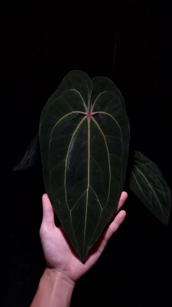 Anthurium Tower (Giant x Red Veil) with long, round, narrow velvet dark green leaf featuring striking red veins and red sinus, gently held by hand, in a transparent pot filled with 8mm black lava rock under top-down lighting against a dark background — rare hybrid Anthurium with vivid coloration and elegant form.