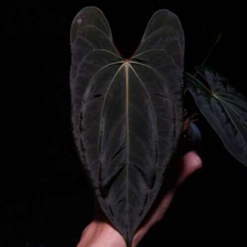 Anthurium Xone x Blue Papillilaminum with deep green, velvety leaves in contrast to its light veins, featuring a striking deep texture. This rare tropical plant is in excellent, healthy condition with three large leaves, standing approximately 30cm tall. Delivered in a 12 cm diameter black anti-rootbound pot filled with selawase aroid mix, this plant is perfect for collectors or enthusiasts seeking a unique and exotic addition to their indoor space. The image captures the front view of the largest leaf under top-down lighting, highlighting their rich texture, orange sinus and yellowish veins with dark green velvet leaf against a dark backdrop. The leaf suffer some damage on the upper right part. An arm in the lower left corner holding the leaf gently.