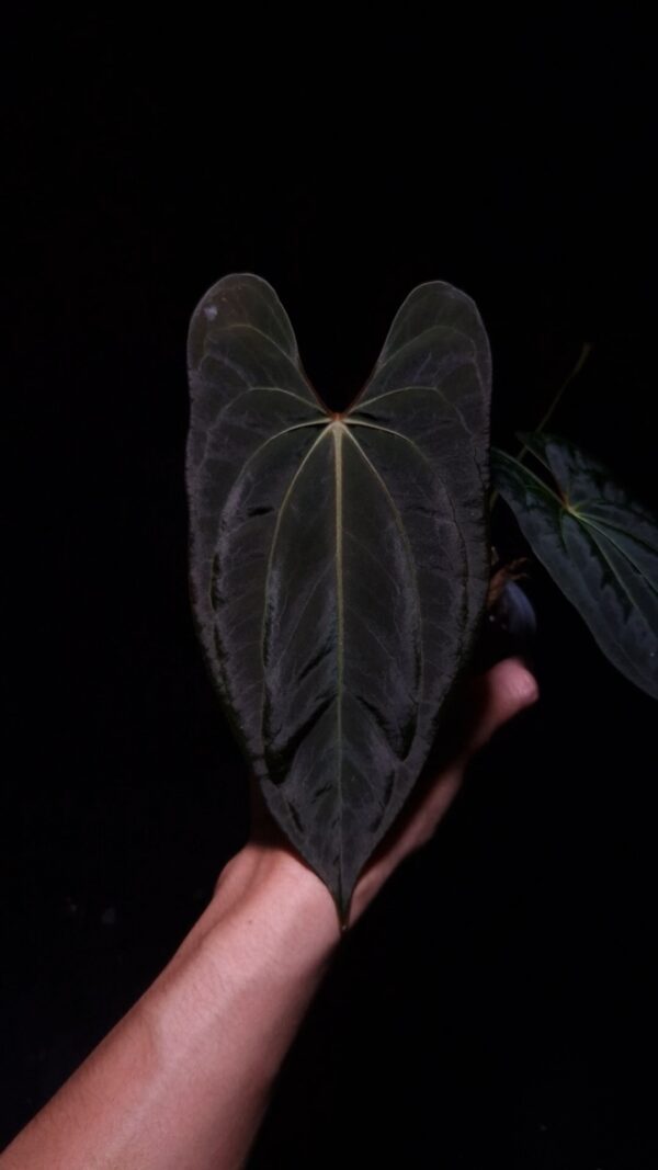 Anthurium Xone x Blue Papillilaminum with deep green, velvety leaves in contrast to its light veins, featuring a striking deep texture. This rare tropical plant is in excellent, healthy condition with three large leaves, standing approximately 30cm tall. Delivered in a 12 cm diameter black anti-rootbound pot filled with selawase aroid mix, this plant is perfect for collectors or enthusiasts seeking a unique and exotic addition to their indoor space. The image captures the front view of the largest leaf under top-down lighting, highlighting their rich texture, orange sinus and yellowish veins with dark green velvet leaf against a dark backdrop. The leaf suffer some damage on the upper right part. An arm in the lower left corner holding the leaf gently.