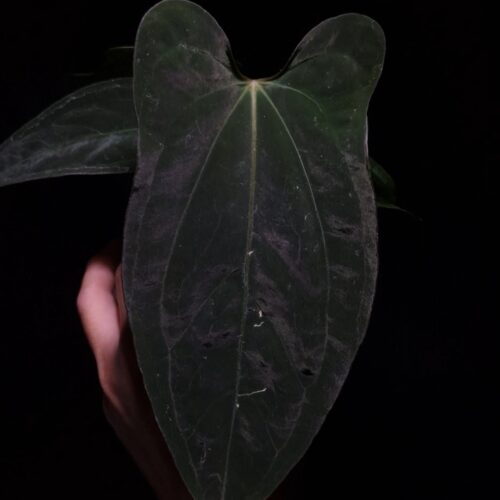 Anthurium Xone × Portillae with three round, wide “ear-edged” velvet leaves in deep dark green, showing subtle soft white venation. Plant displayed in a transparent pot held mid-air by a hand, captured in top-down lighting with a clean dark background highlighting texture and leaf shape.