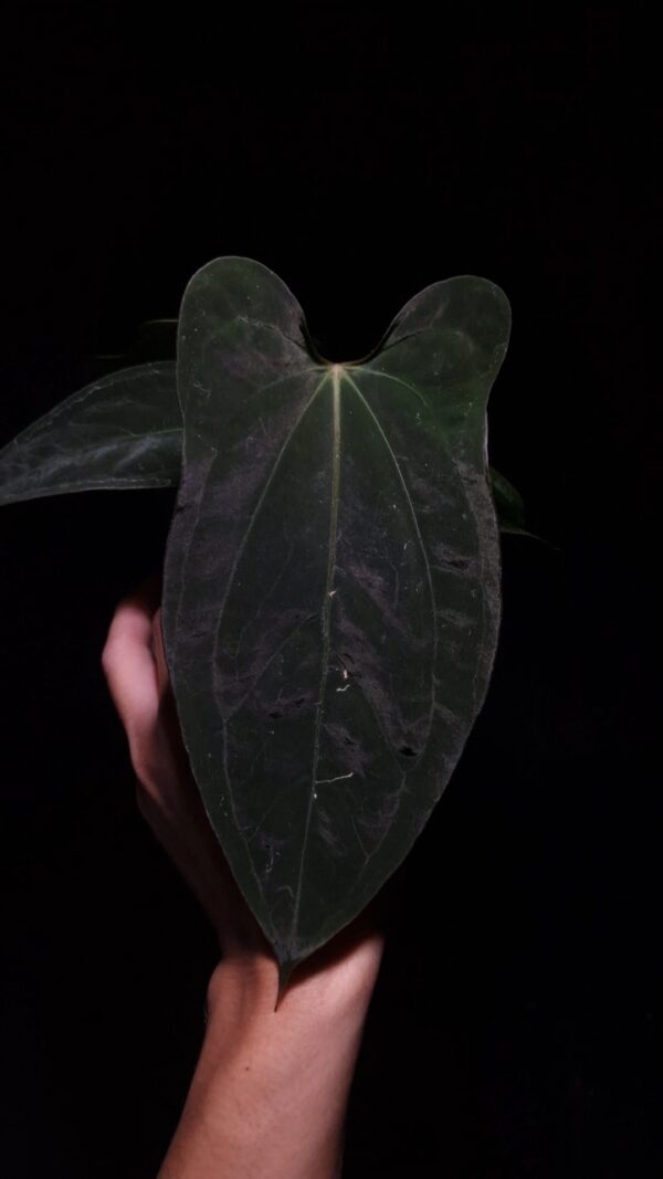 Anthurium Xone × Portillae with three round, wide “ear-edged” velvet leaves in deep dark green, showing subtle soft white venation. Plant displayed in a transparent pot held mid-air by a hand, captured in top-down lighting with a clean dark background highlighting texture and leaf shape.