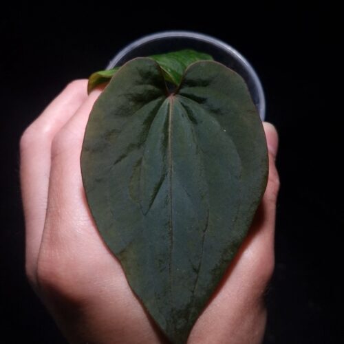 Anthurium Kunayalense with three round, wide, heart-shaped velvet leaves in deep dark green, featuring prominent deep red primary veins and a red sinus, pronounced muscular leaf texture, and subtle secondary venation. Plant displayed in a transparent pot held mid-air by a hand, captured in top-down lighting with a clean dark background highlighting the leaf texture, venation, and distinctive shape.