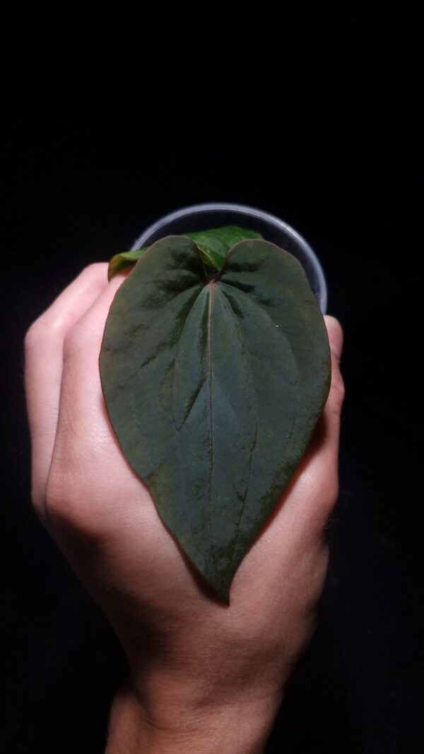 Anthurium Kunayalense with three round, wide, heart-shaped velvet leaves in deep dark green, featuring prominent deep red primary veins and a red sinus, pronounced muscular leaf texture, and subtle secondary venation. Plant displayed in a transparent pot held mid-air by a hand, captured in top-down lighting with a clean dark background highlighting the leaf texture, venation, and distinctive shape.