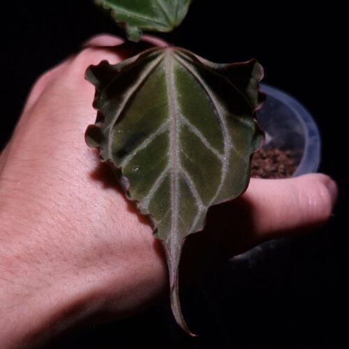 Anthurium Xone x Portillae x Muchlis with heart-shaped velvet green leaf featuring striking white veins, flat sinus, curly edges, and pointy tip, gently held by hand in a transparent pot filled with 8mm black lava rock under top-down lighting against a dark background — rare hybrid Anthurium with elegant texture and vibrant contrast.