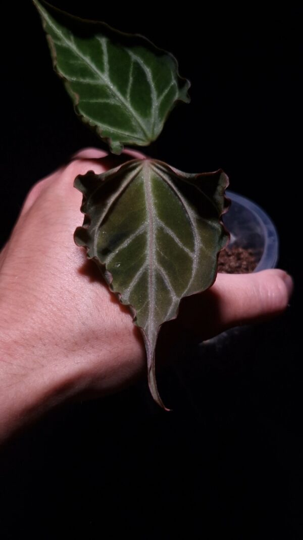 アンスリウム　Ｘ-one x Portillae Anthurium Papillilaminum Xone x Portillae X Muchlis | Selawase Aroid