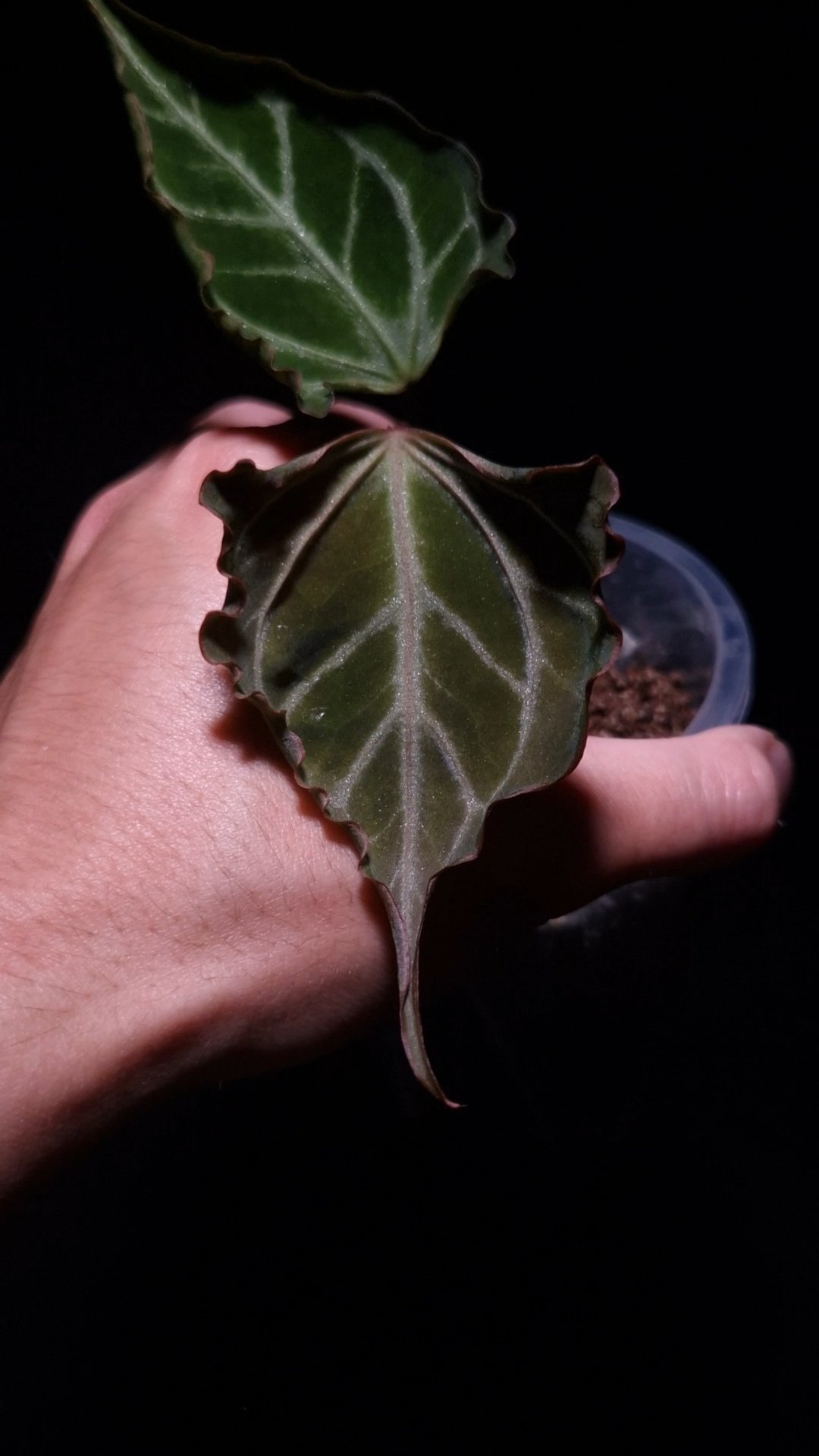 アンスリウム　Ｘ-one x Portillae Anthurium Papillilaminum Xone x Portillae X Muchlis | Selawase Aroid
