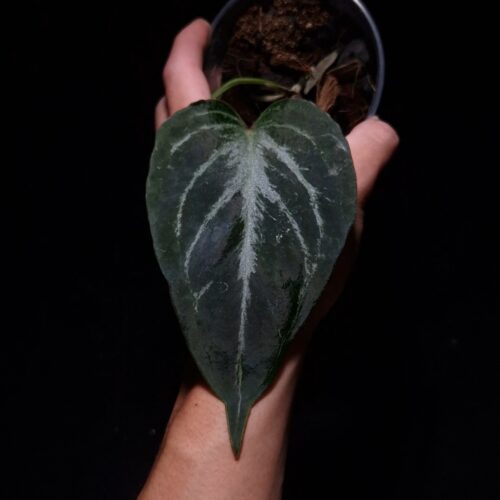 Anthurium King of Spades HU, a prized hybrid discovered by Indonesian breeder Haji Uli, features three velvety dark green leaves with pink veins. The leaves are almost rounded in shape, typical of HU hybrids, and have a smooth, elegant texture. The sinuses exhibit a subtle reddish hue, enhancing the contrast with the rich green foliage. This plant stands approximately 40 cm tall and will be delivered in a clear anti-rootbound pot with selawase aroid mix. Healthy and in excellent condition, it makes a stunning addition to any indoor collection.