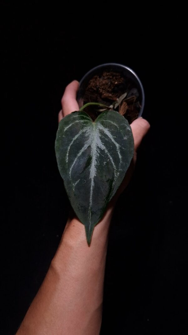 Anthurium King of Spades HU, a prized hybrid discovered by Indonesian breeder Haji Uli, features three velvety dark green leaves with pink veins. The leaves are almost rounded in shape, typical of HU hybrids, and have a smooth, elegant texture. The sinuses exhibit a subtle reddish hue, enhancing the contrast with the rich green foliage. This plant stands approximately 40 cm tall and will be delivered in a clear anti-rootbound pot with selawase aroid mix. Healthy and in excellent condition, it makes a stunning addition to any indoor collection.