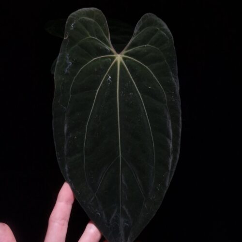 An Anthurium Papillilaminum Xone x Xone with dark green, muscular foliage featuring striking yellow-orange veins and a wide vivid vein sinus. The plant is gently held from below by a hand wearing a ring, illuminated by top-down lighting against a dark background, showcasing the leaf’s high ears and strong texture.