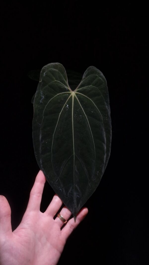 An Anthurium Papillilaminum Xone x Xone with dark green, muscular foliage featuring striking yellow-orange veins and a wide vivid vein sinus. The plant is gently held from below by a hand wearing a ring, illuminated by top-down lighting against a dark background, showcasing the leaf’s high ears and strong texture.
