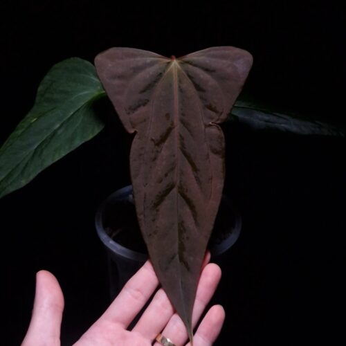 Anthurium Xone × Portillae with three round, wide “ear-edged” velvet leaves in deep dark green, showing subtle soft white venation. Plant displayed in a transparent pot held mid-air by a hand, captured in top-down lighting with a clean dark background highlighting texture and leaf shape.