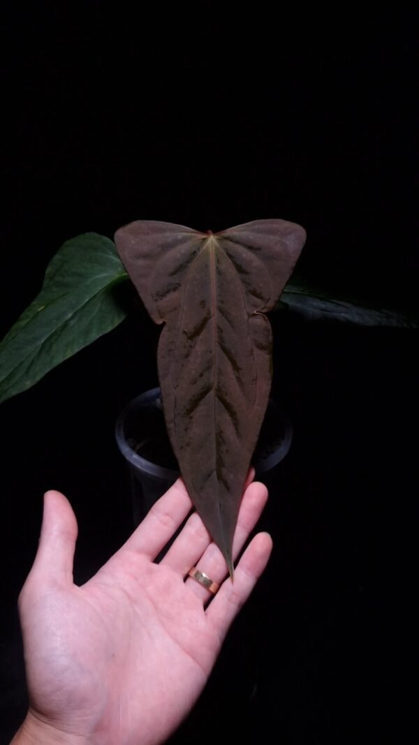 Anthurium Xone × Portillae with three round, wide “ear-edged” velvet leaves in deep dark green, showing subtle soft white venation. Plant displayed in a transparent pot held mid-air by a hand, captured in top-down lighting with a clean dark background highlighting texture and leaf shape.