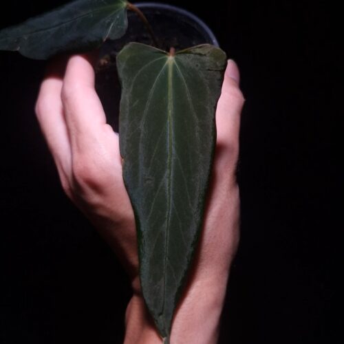 Anthurium Dark Phoenix Mutation with an elongated, narrow, dark green leaf featuring wavy edges, a flat orange sinus, and subtle green and yellow veins. Photographed with top-down lighting against a black background, the plant is held mid-air by a hand in a transparent round pot.