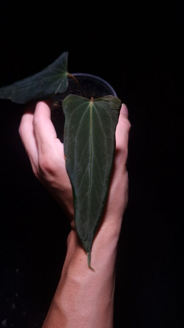 Anthurium Dark Phoenix Mutation with an elongated, narrow, dark green leaf featuring wavy edges, a flat orange sinus, and subtle green and yellow veins. Photographed with top-down lighting against a black background, the plant is held mid-air by a hand in a transparent round pot.