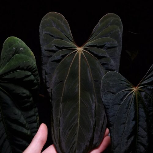 An Anthurium Papillilaminum Fort Sherman x Xone with dark green, muscular foliage featuring striking yellow-orange veins and a wide vivid vein sinus. The plant is gently held from below by a hand wearing a ring, illuminated by top-down lighting against a dark background, showcasing the leaf’s high ears and strong texture.