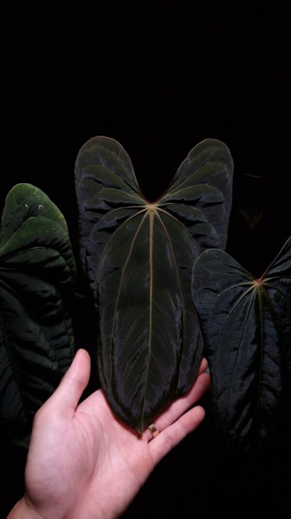 An Anthurium Papillilaminum Fort Sherman x Xone with dark green, muscular foliage featuring striking yellow-orange veins and a wide vivid vein sinus. The plant is gently held from below by a hand wearing a ring, illuminated by top-down lighting against a dark background, showcasing the leaf’s high ears and strong texture.